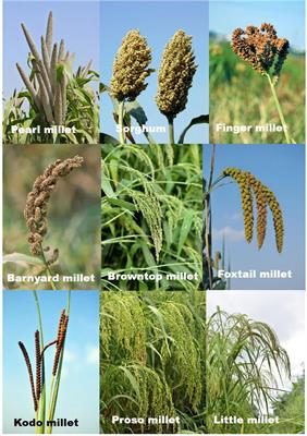 The nutrition and therapeutic potential of millets: an updated narrative review